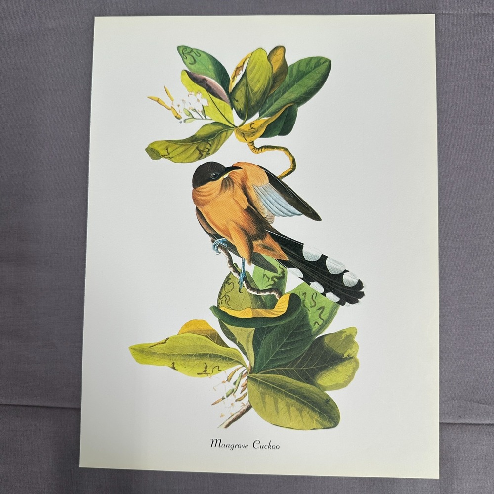 1950 Vintage Mangrove Cuckoo Print  American Bird Wall Art Illustration Audubon